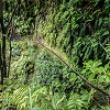 Plants: image 31 Of 208 Thumb